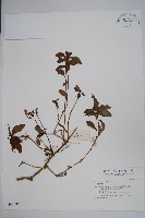 藏品()的圖片