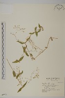 藏品(西南繁縷)的圖片