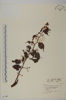 藏品(昆明山海棠)的圖片