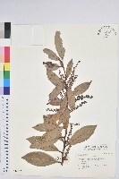 藏品(地檀香)的圖片