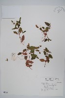 藏品(爵床、六角英)的圖片