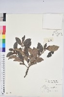藏品()的圖片