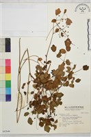 藏品(多葉唐松草)的圖片