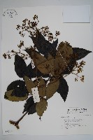 藏品()的圖片