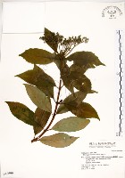 藏品(華八仙)的圖片