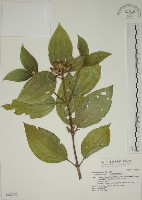 藏品(基尖葉野牡丹、蘭嶼野牡丹)的圖片