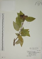 藏品(基尖葉野牡丹、蘭嶼野牡丹)的圖片