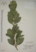 藏品(蘭嶼念珠藤)的圖片