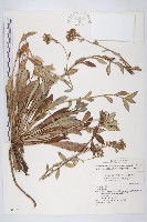 藏品(臺灣假黃鵪菜)的圖片