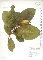 藏品(大冇榕、稜果榕)的圖片