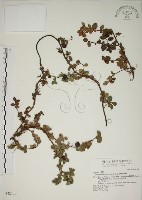 藏品(越橘葉蔓榕)的圖片