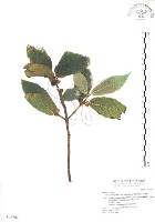 藏品(對葉榕)的圖片