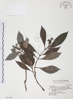 藏品(琉球九節木)的圖片