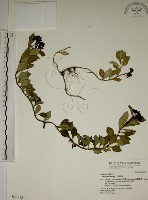 藏品(拎壁龍)的圖片