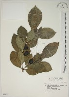 藏品(山黃梔)的圖片