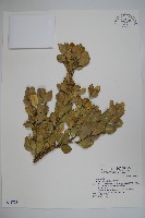 藏品(琉球黃楊)的圖片