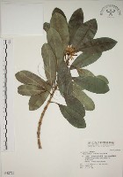 藏品(蘭嶼念珠藤)的圖片