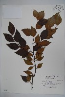 藏品(草野氏冬青)的圖片