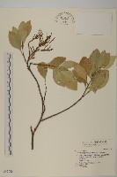 藏品(日本賽衛矛、日本假衛矛)的圖片