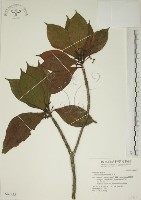藏品(貝木)的圖片
