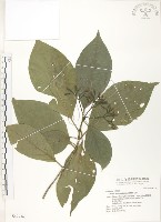 藏品(錫蘭玉心花)的圖片