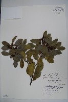 藏品(全緣葉冬青)的圖片