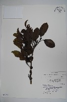 藏品(鐵冬青)的圖片