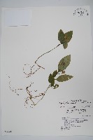 藏品(卵葉鱗球花)的圖片