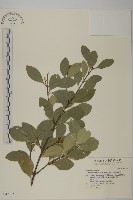 藏品(日本賽衛矛、日本假衛矛)的圖片