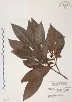 藏品(琉球九節木)的圖片