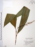 藏品(山月桃)的圖片