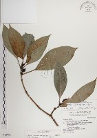 藏品(蘭嶼九節木)的圖片