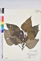 藏品(紅肉橙蘭、華血桐)的圖片