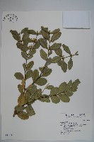 藏品(琉球黃楊)的圖片