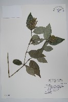 藏品(直立半插花)的圖片