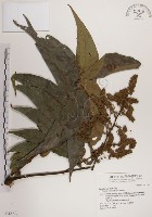 藏品(番龍眼)的圖片