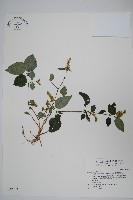 藏品(卵葉鱗球花)的圖片