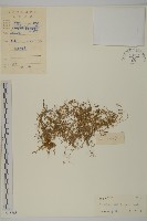 藏品(小苦瓜)的圖片