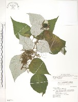 藏品(青苧麻)的圖片