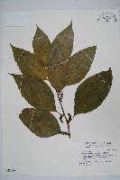 藏品(多子漿果莧)的圖片