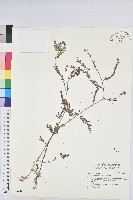 藏品(擬葉下珠、細葉油柑)的圖片