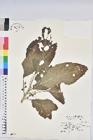 藏品(假鐵莧)的圖片