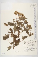 藏品(台灣澤蘭)的圖片