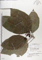 藏品(青脆枝)的圖片