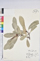 藏品(蘭嶼土沉香)的圖片