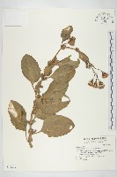 藏品(蘭嶼木耳菜)的圖片