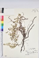 藏品(濱大戟)的圖片