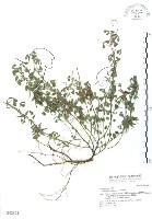 藏品(三葉木藍)的圖片