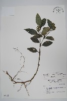 藏品(直立半插花)的圖片