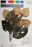 藏品(大葉玉葉金花)的圖片